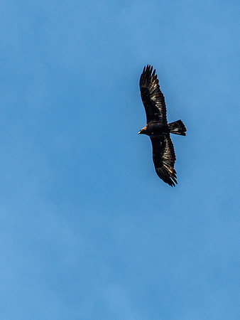 Buzzard