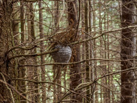 Wasp Nest