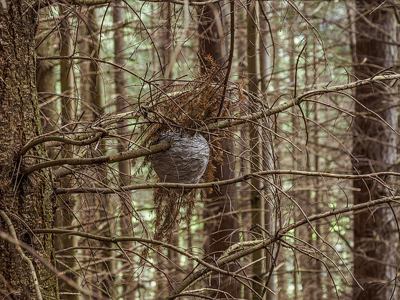 Wasp Nest