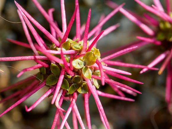 Acaena ovalifolia 2
