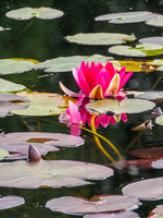 Water Lily 1