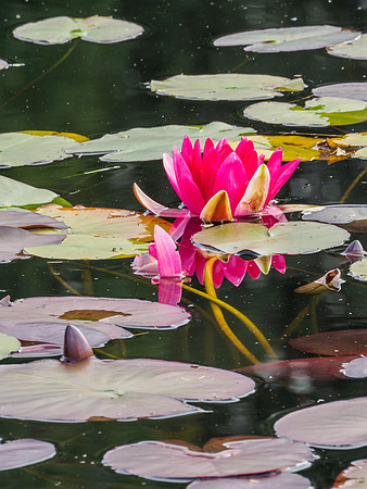Water Lily 1