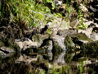 American Mink in the Wild 3