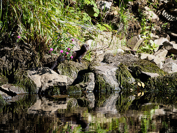 American Mink in the Wild 3