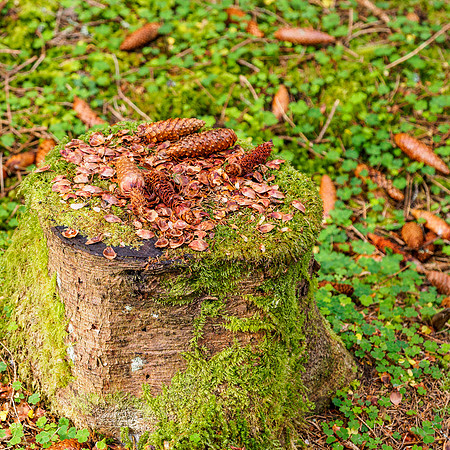 Squirrel Feeding Station?