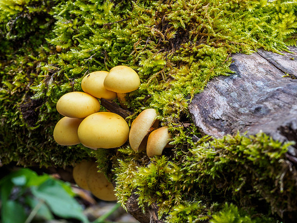 Fungi