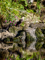American Mink in the Wild 2