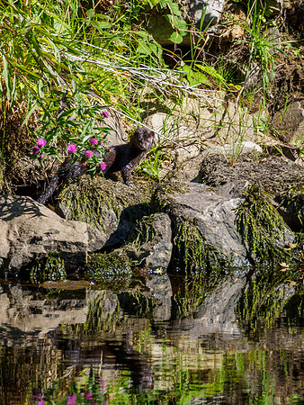 American Mink in the Wild 2