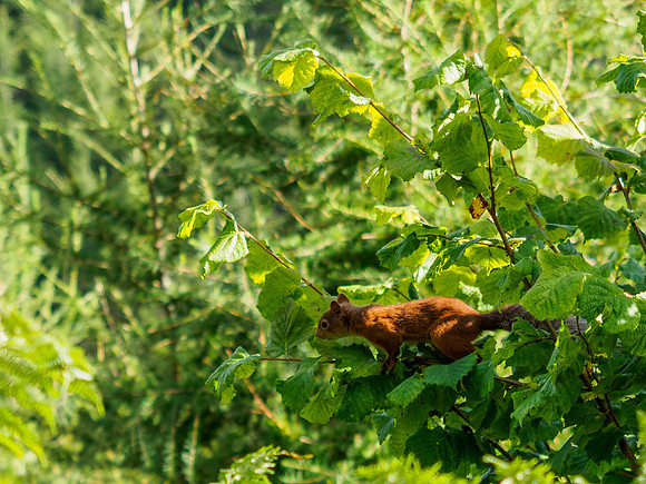 Red Squirrel