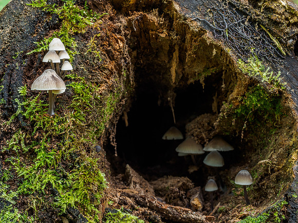 Fungi of Urquhart Bay Wood 6