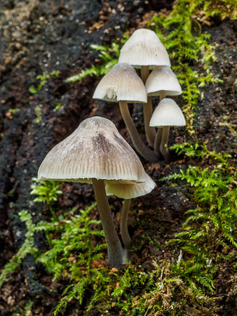 Fungi of Urquhart Bay Wood 5