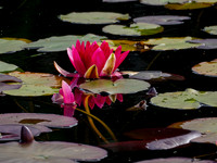 Water Lily 2