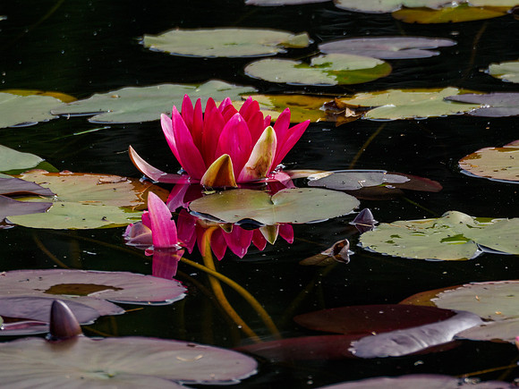 Water Lily 2