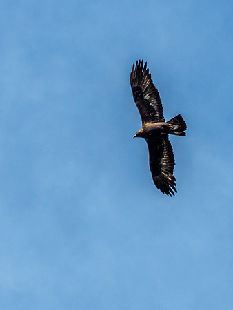 Buzzard