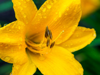 Hemerocallis 1