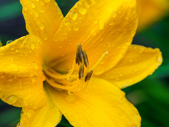 Hemerocallis 1