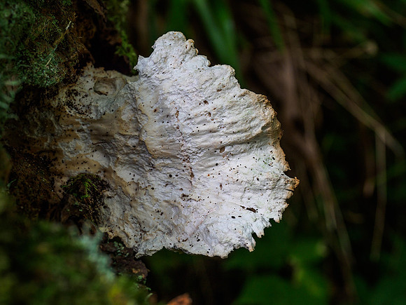 Fungi of Urquhart Bay Wood 2