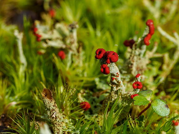 Lichen of Urquhart Bay Wood 3