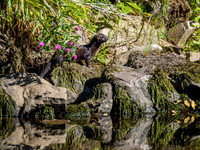 American Mink in the Wild 1