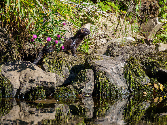 American Mink in the Wild 1