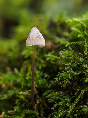 20150925-Urquhart Bay Wood-EM100496