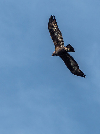 Buzzard