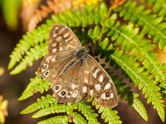 Scotch Argus Butterfly