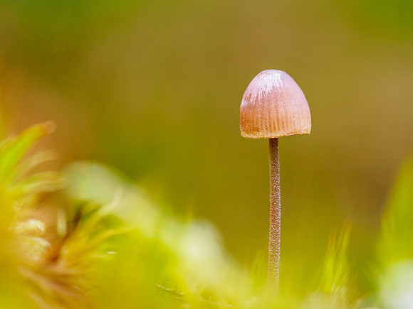 Fungi on a Fallen Tree