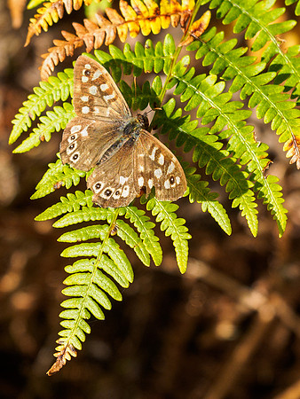 Scotch Argus Butterfly
