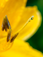 Hemerocallis 2