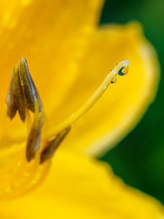 Hemerocallis 2