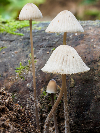 Fungi of Urquhart Bay Wood 4