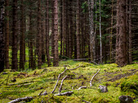 Woodland Light
