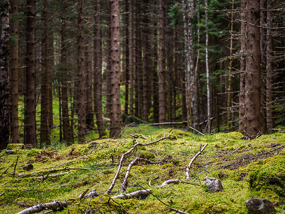 Woodland Light