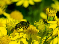Hoverfly
