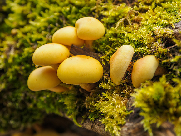 20150925-Urquhart Bay Wood-EM100500