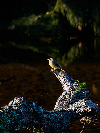 Grey Wagtail 1