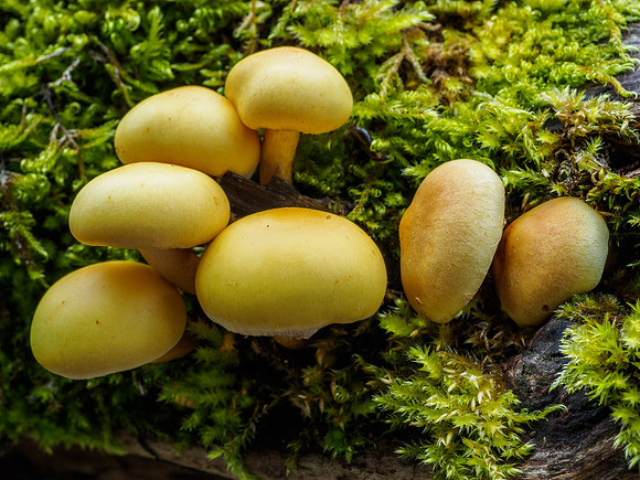 Fungi