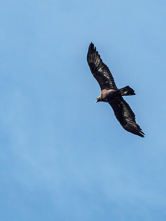Buzzard