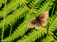 Scotch Argus Butterfly