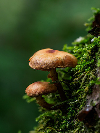 Fungi of Urquhart Bay Wood 3