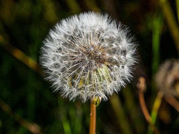 Dandelion Seedhead
