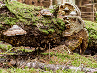 Bracket Fungus