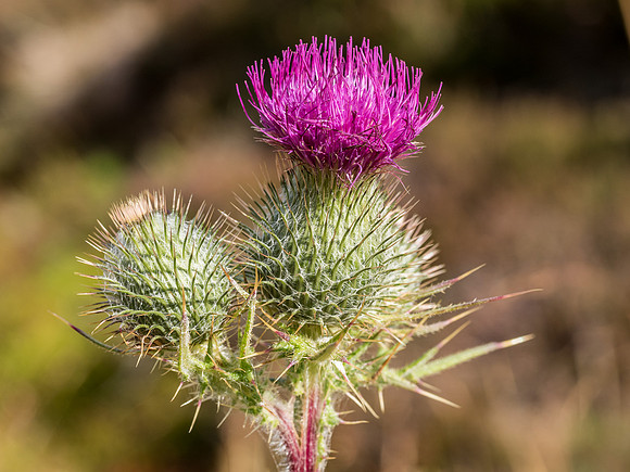 Thistle Flower