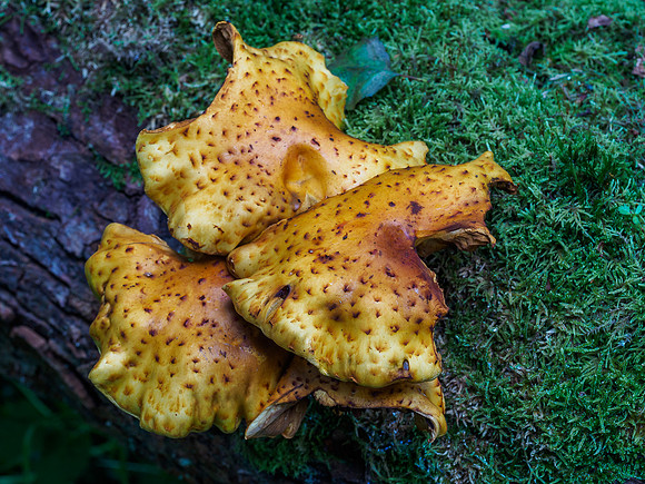 Fungi of Urquhart Bay Wood 1