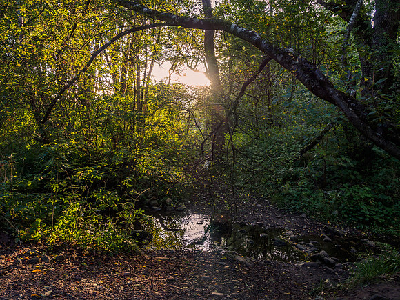 Woodland Walk 1