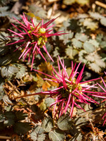 Acaena ovalifolia 1