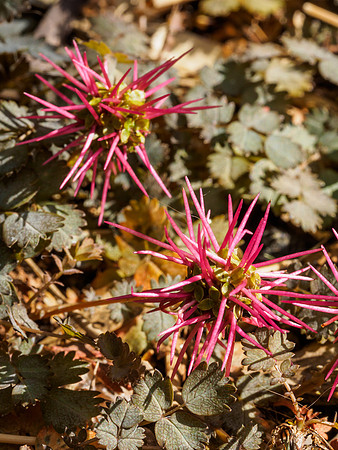 Acaena ovalifolia 1