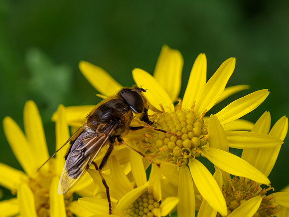 Hoverfly