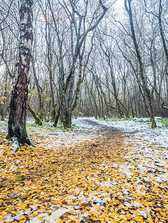 Autumn & Winter